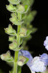 Heartleaf skullcap